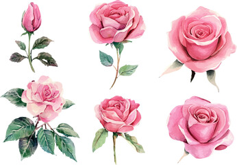 set of pink roses