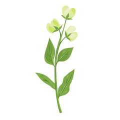 A Simple flat 2D icon sweet pea isolated on a white background, vector, flat design, animation design, simple flat 2D icon, minimalist design, clipart