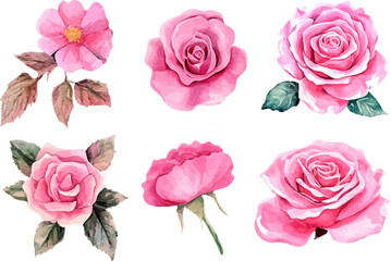 pink roses on white background