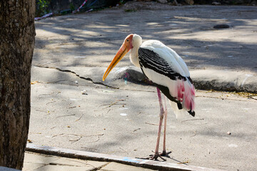 Stork bird walks in the park