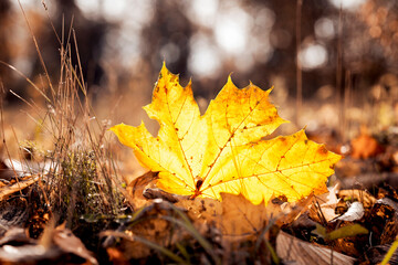 Autumn yellow leaf