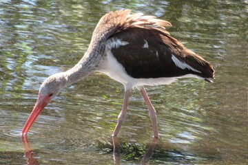 Brown ibis at the river in Florida nature, closeup
