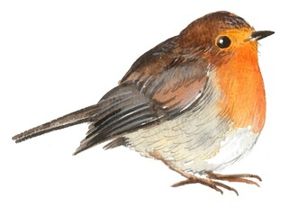 Robin hand painted in watercolor on white background.