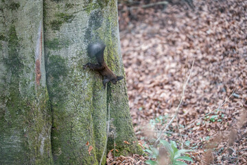 Eichhörnchen auf Buche