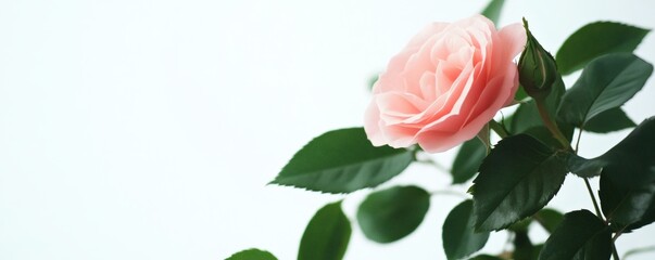 Obraz premium A beautiful pink rose with green leaves and a developing bud