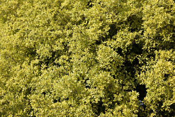 Lush Green Foliage with Bright Yellow Leaves in Natural Setting