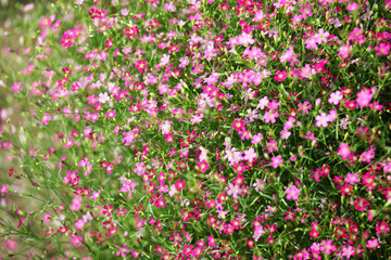 Obraz premium Vibrant Pink Wildflowers Blooming in a Lush Green Garden Scene