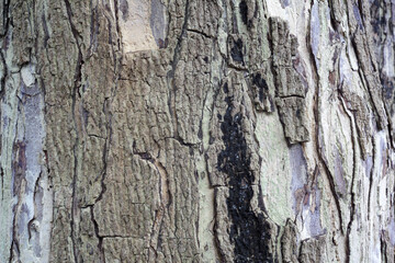 Detailed Texture of Bark on Natural Tree Trunk Close-Up View