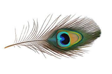 Obraz premium A vibrant peacock feather displaying stunning colors and intricate patterns against a white backdrop isolated on transparent background