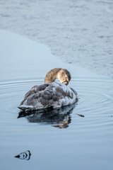 young swan floating in frozen water of  lake Max-Eyth-See in urban park, Stuttgart, Germany