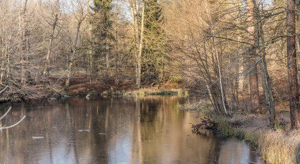 trees on shore at frozen pond in winter forest, Stuttgart, Germany