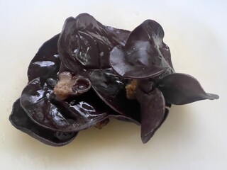 Wet black fungus, tree ear or wood ear mushroom isolated on white background side view. Soaked dry auricularia polytricha also known as cloud ear, black mushroom, jelly fungus or cloud earfunous
