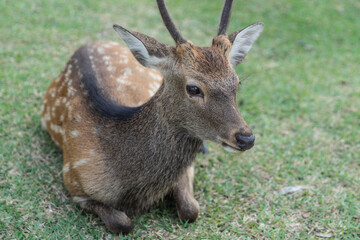 A male sika deer lying on the grass in Nara, Japan.