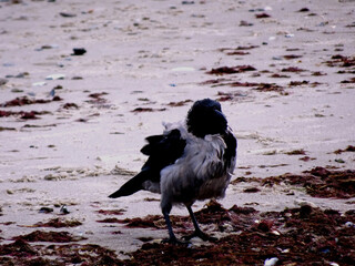 Black and White Crow on the Beach
