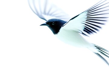 Obraz premium Bird in Flight for White Background.