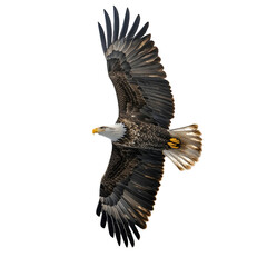 Obraz premium American Bald Eagle In Flight