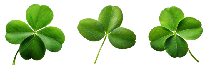 Four leaf clover, 4k png cutout transparent background isolate