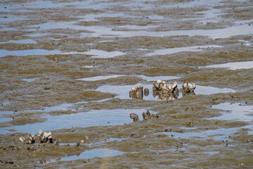 Oyster Reef Begins to Form in a Salt Marsh at Low Tide