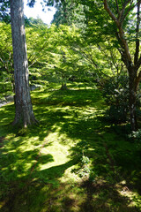 Obraz premium 緑が深い京都大原の仏教寺院の庭園