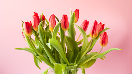 bouquet of red tulips in a vase on a pink background