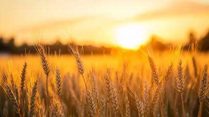 Fototapeta premium Golden barley spikes gleam under a warm setting sun, contrasting beautifully with the deep orange sky and celebrating abundance in nature's harvest