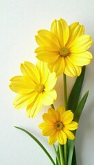 Bright sunshine yellow flowers on crisp white petals, floral, spring