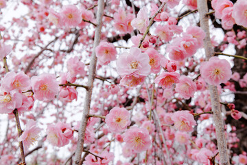 日本の春。梅。