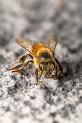 Extreme Macro Close-up of a Honeybee, Detailed Fur, Transparent Wings, Striking Yellow, Black Stripes on a Textured Surface