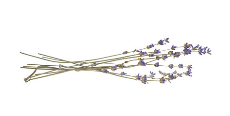 Sprigs of dried lavender flowers isolated cut out on a transparent background, perfect for adding a...