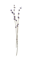 Sprigs of dried lavender herbarium flowers isolated cut out on a transparent background, perfect...