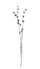 Fototapete Rund Sprigs of dried lavender herbarium flowers isolated cut out on a transparent background, perfect for adding a touch of rustic charm to designs © timonko