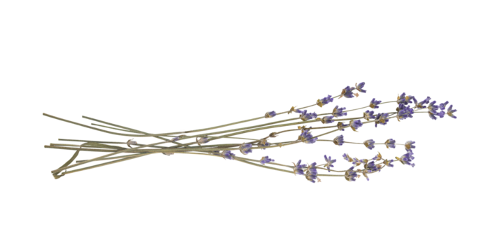 Sprigs of dried lavender flowers isolated cut out on a transparent background, perfect for adding a touch of scrapbooking rustic provence charm to designs