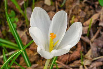 Fototapeta premium Crocus blooming on a spring sunny day.