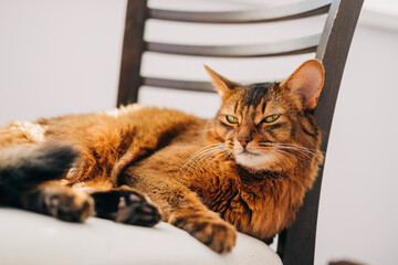 Beautiful Abissinian Somali breed cat pet indoors at home domestic animal lifestyle