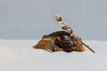 Achatina snail.Large African Achatina snail with willow seals.Spring pet portrait.