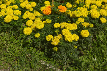 yellow flowers in the garden