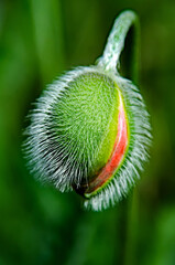 mohnblume im garten