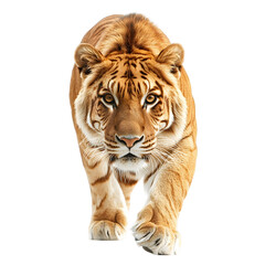 Obraz premium Liger isolated on transparent background