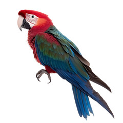 Obraz premium Macaw ara parrot isolated on transparent background