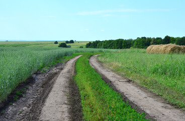 A dirt road winding through a lush green field on a bright summer day