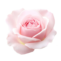 Beautiful single pink rose isolated on transparent background.