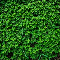 Obraz premium A dense thicket of green shrubs with leaves and vines, shrubs, dense foliage