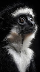 Obraz premium Colobus Monkey with a Distinct black and white fur on a black background
