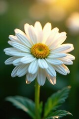 Fototapeta premium Dew drops glisten on white Chrysanthemum petals soft light warm summer morning, petals, white