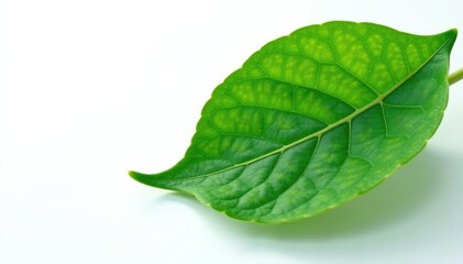 Obraz premium Leaf's veins are prominent on the white background, flora, garden