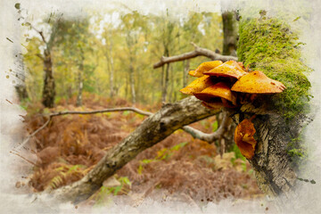 A digital watercolour painting of vibrant orange coloured fungi on a moss covered silver birch tree during autumn.