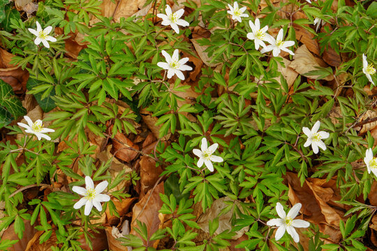 Anemone Asherah (Wood anemone, Anemone nemorosa) in spring, lovely white flowers, white curtain fresh flowers. Great spring. May of youth. Spring clothed earth with verdure and delicate flowers
