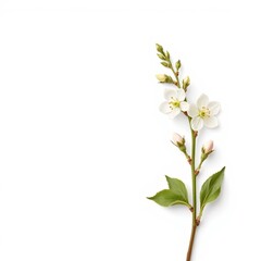 Obraz premium Early Spring Blooms Photorealistic Illustration for Commercial Use, Wide Format, White Background, with Copy Space