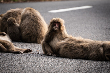 A group of baboons is relaxing peacefully on the roadside amidst the beauty of nature