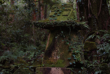 Ancient Ruins That Are Covered in Beautiful, Lush Greenery and Vegetation All Around Them © EcoLens Photography